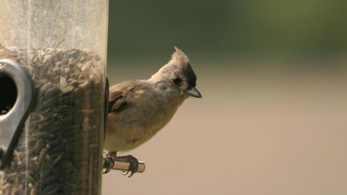 Someone left out some seed, and look who came to take it.