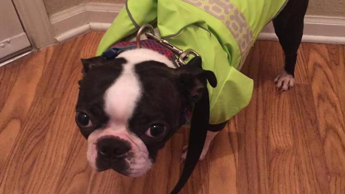 Columnist Liz Farrell’s dog Newbury would burn this coat if he had thumbs and a match.