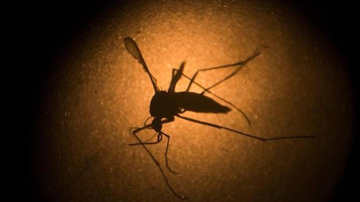 FILE - In this Jan. 27, 2016, file photo, an Aedes aegypti mosquito is photographed through a microscope at the Fiocruz institute in Recife, Pernambuco state, Brazil.