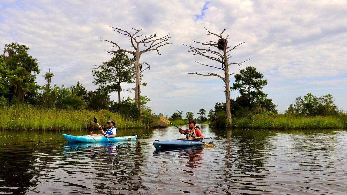 Kayakers Alan Eisenman of Beaufort and Scott Hanson of Seabrook paddle past two ancient trees, sentinels over scenic Cuckolds Creek on the Combahee River.