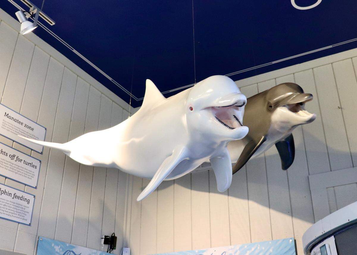 Say hello to snowball! A replica of Carolina Snowball, an albino dolphin that lived and played in the waters of the Chechessee River Port and Beaufort County in the 1950s, is on display at the Sharon and Dick Stewart Maritime Center. This rare dolphin was so pursued by aquariums for capture and display that concerned citizens pressed for a law to be passed to protect her. This led to the 1961 law to protect all dolphins in South Carolina – the first such law in the United States.