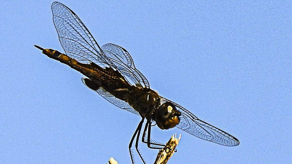 Black Saddlebags (Tramea lacerata), along with many other dragonflies, may form temporary swarms to feed on locally abundant prey.