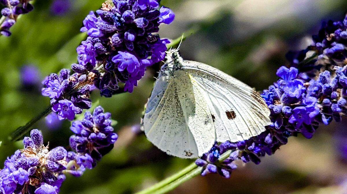 A Cabbage White butterfly forages for nectar.