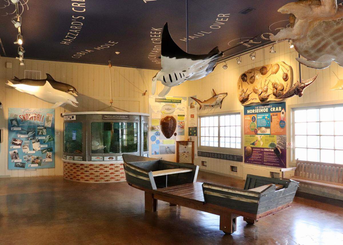  When you visit the Sharon and Dick Stewart Maritime Center on the Chechessee River, you will get to see and experience a view of the diverse wildlife and understand the world of the Port Royal Sound Foundation.&nbsp;