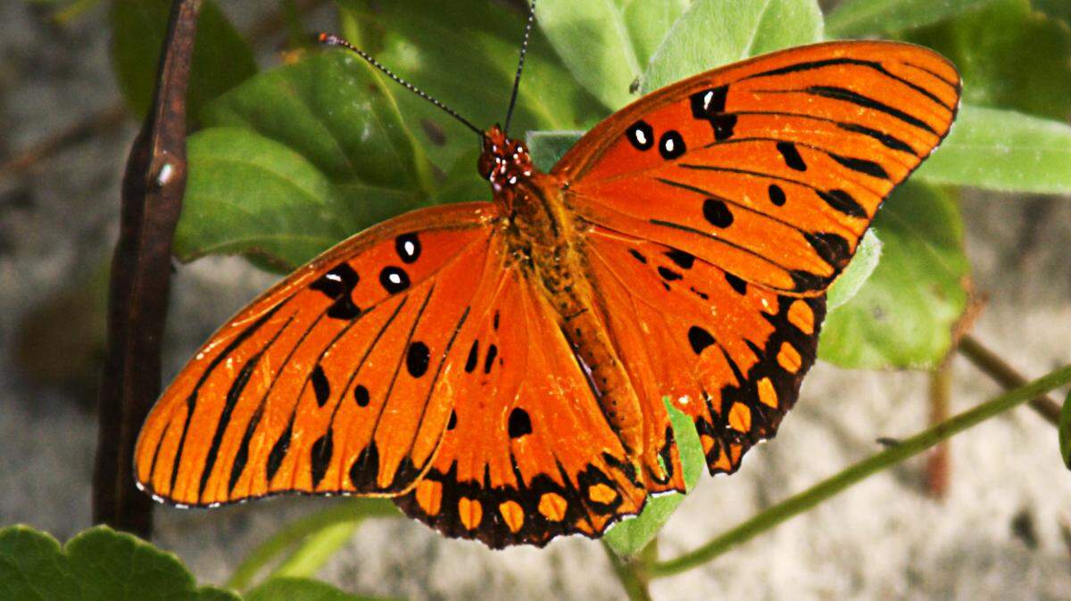 Gulf Fritillaries, often mistaken for Monarchs, are common fall butterflies in the Lowcountry.