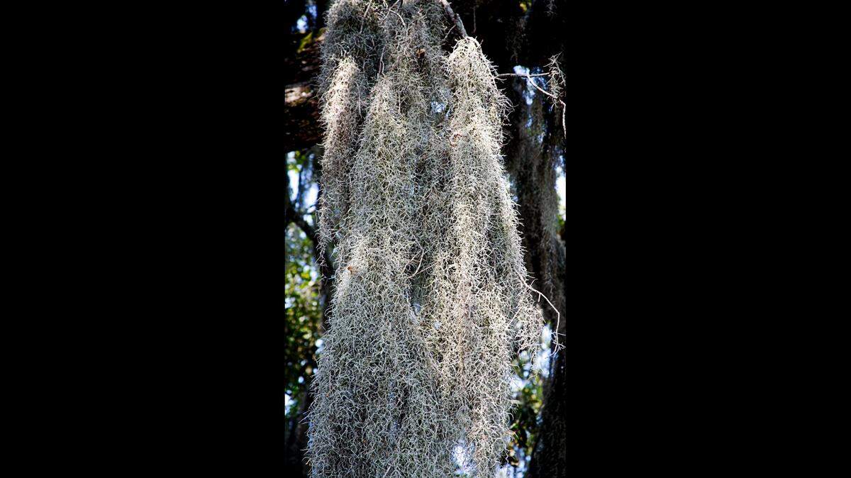 Spanish moss grows in long, beardlike garlands using tree branches for support.