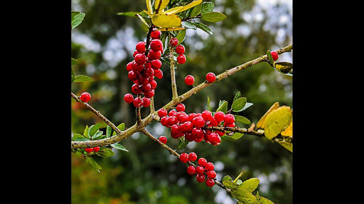 The fruits of yaupon holly are toxic to humans, but the leaves have been used traditionally to make a tea-like beverage.