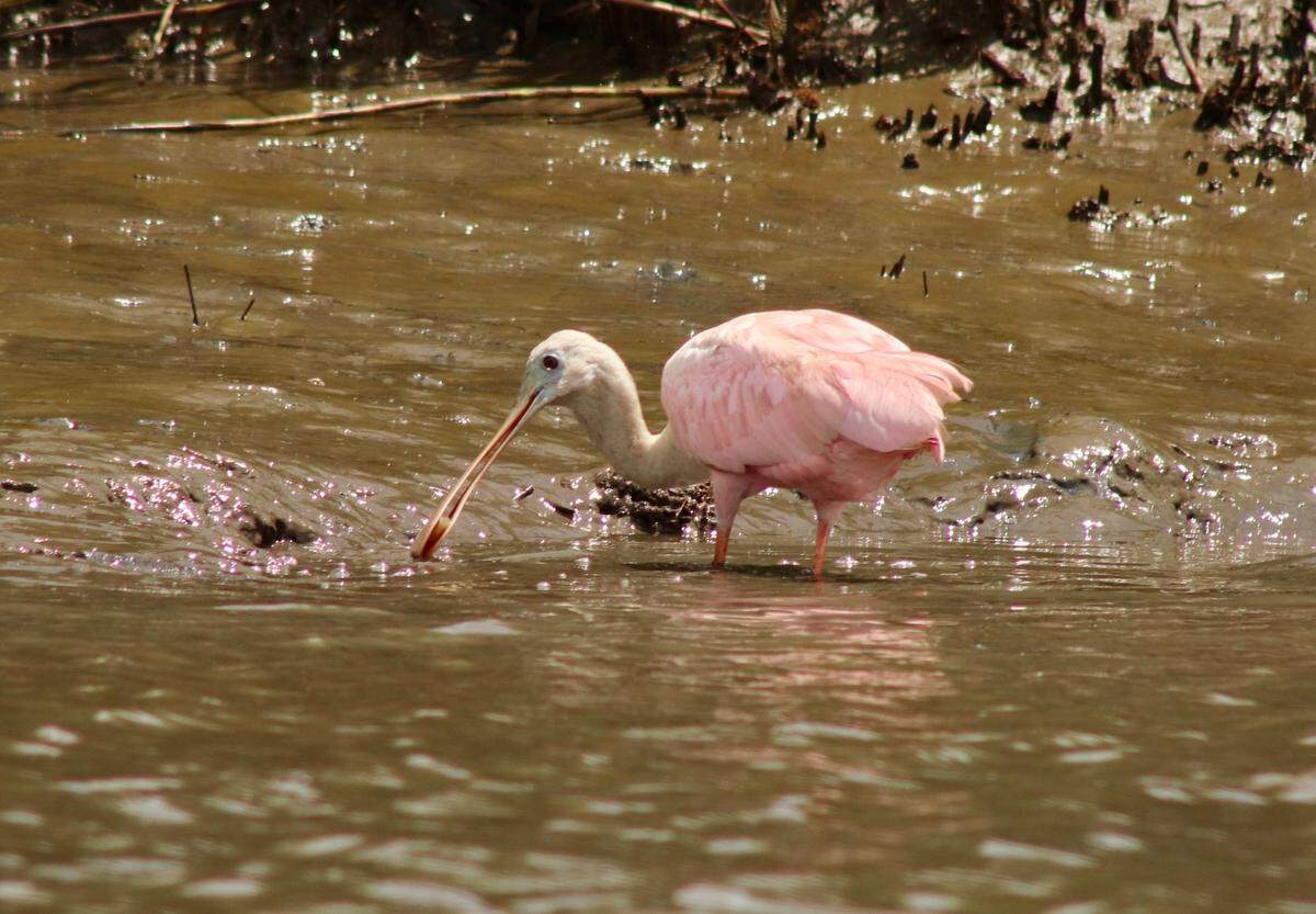 Shrimp dinner! A roseate spoonbill snaps up a Lowcountry treat in the shallows off Williman Island in the St Helena Sound Heritage Preserve.