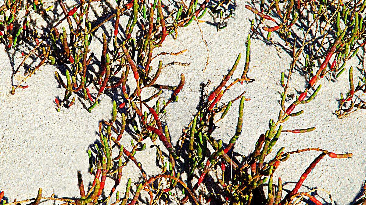 Glasswort is a low-growing, succulent marsh plant with jointed stems.