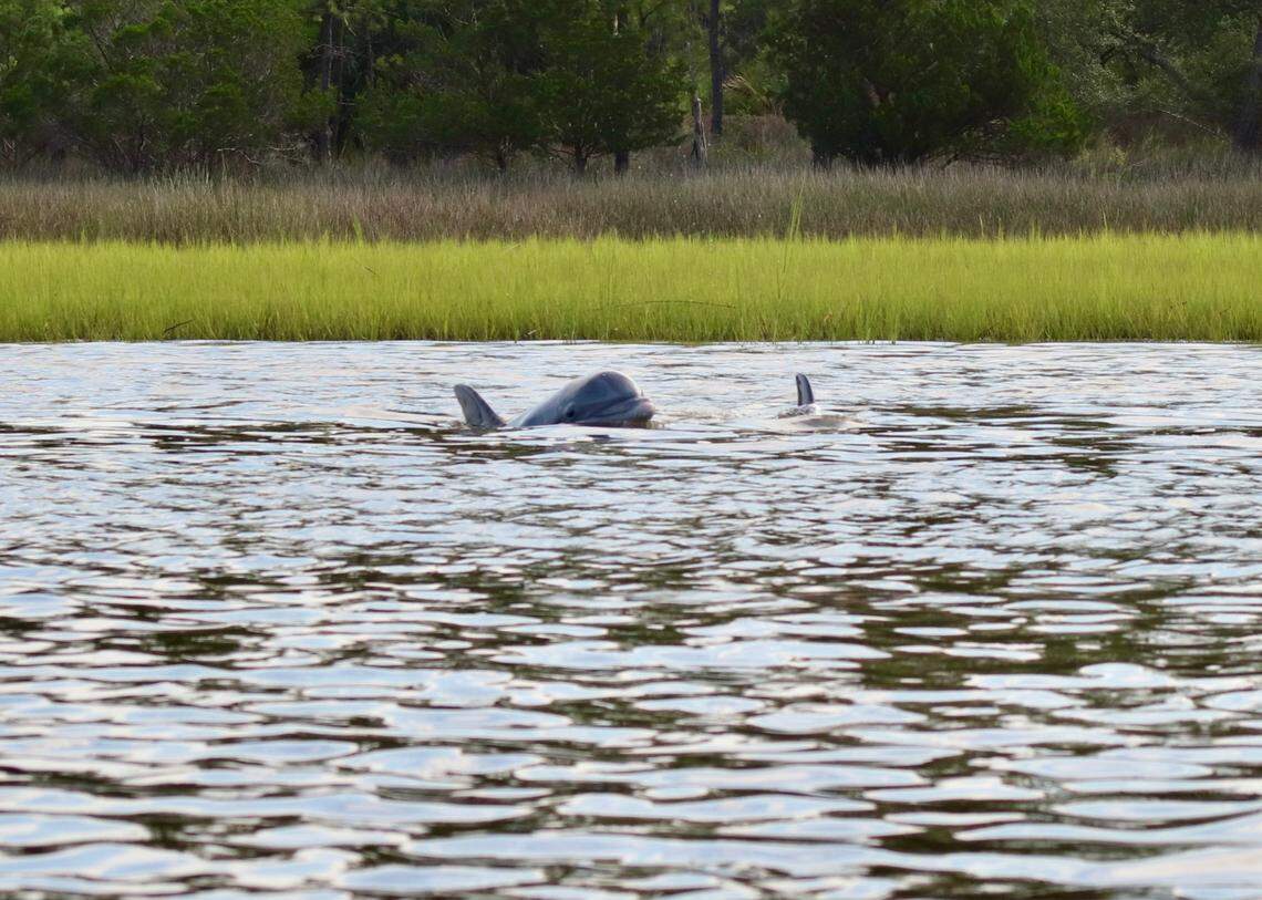 A family of dolphins cruises near Williman Island, part of the St Helena Sound Heritage Preserve.