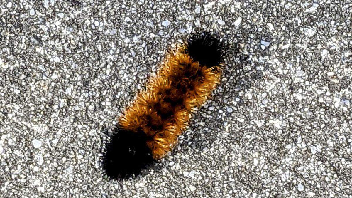 A Woolly bear caterpillar, once thought to predict the severity of the coming winter, searches for a hibernation spot.