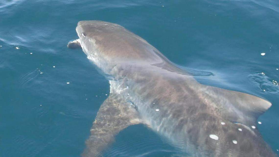 Three anglers came to catch fish off the shore of Hilton Head. So did the bull shark