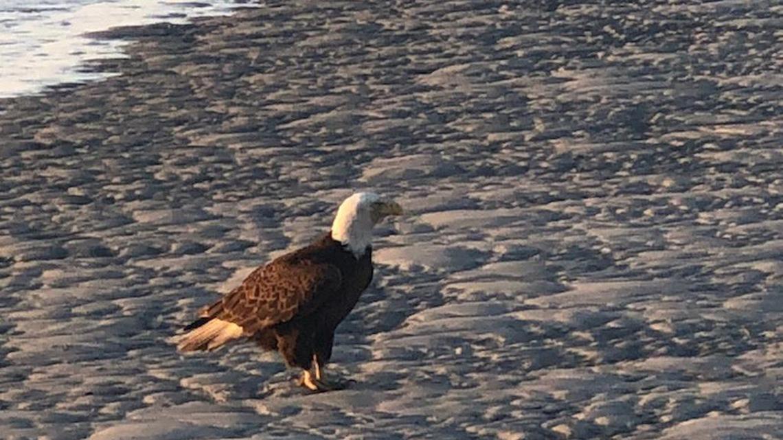 As nature returns to normal, Collins is in the mood for May