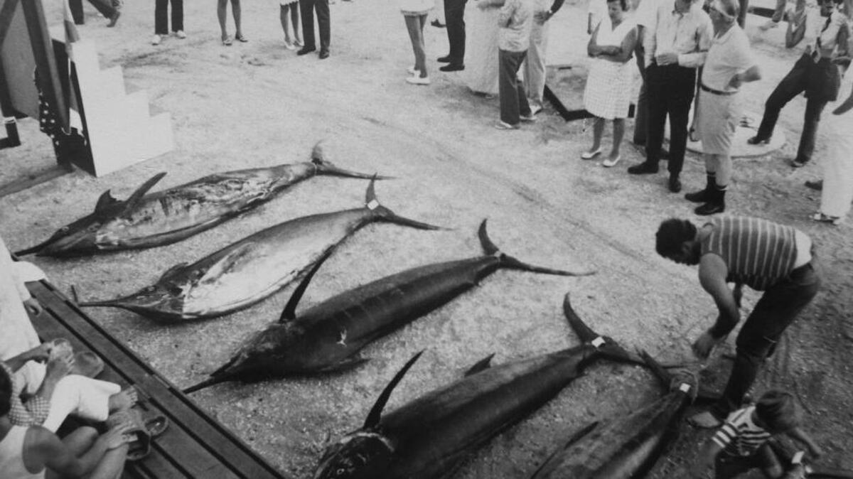One day’s catch of blue marlin are laid out during the 1975 Sea Pines Billfish Tournament.