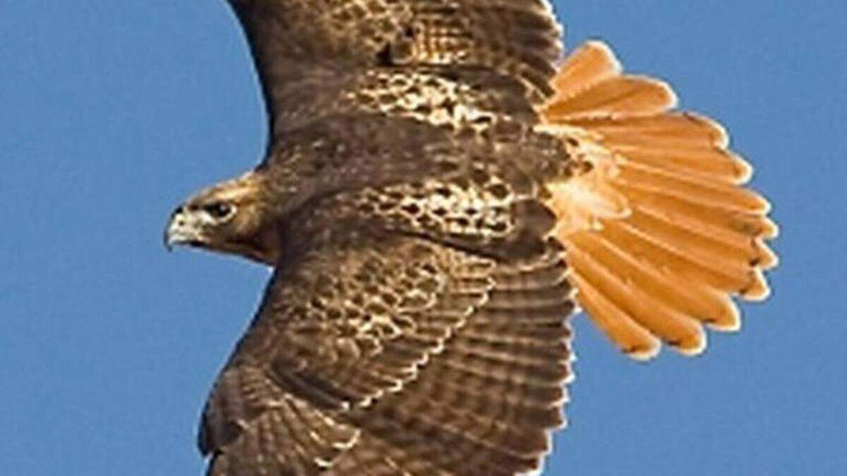 Red-tailed hawk