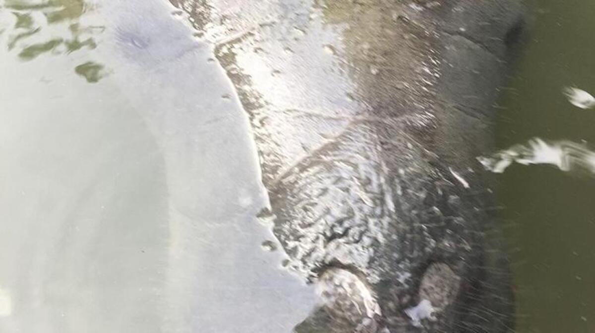 A 600-pound manatee made his way near the locks at Wexford.