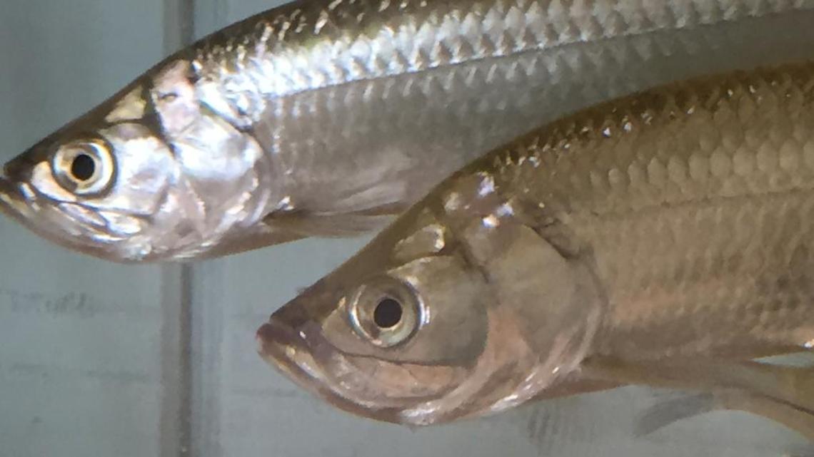 Shifting tides and marsh ‘soup’ are big reasons Lowcountry fishing is so special