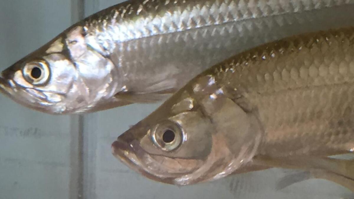 Lowcountry homegrown juvenile tarpon