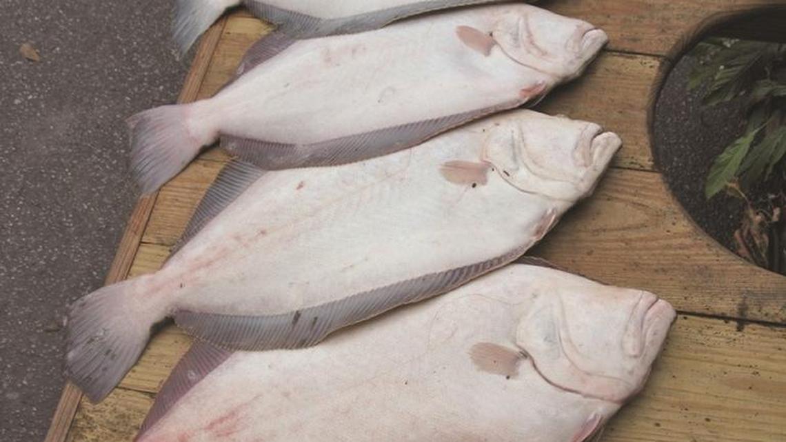 Fish go into feeding frenzies before and after a big storm