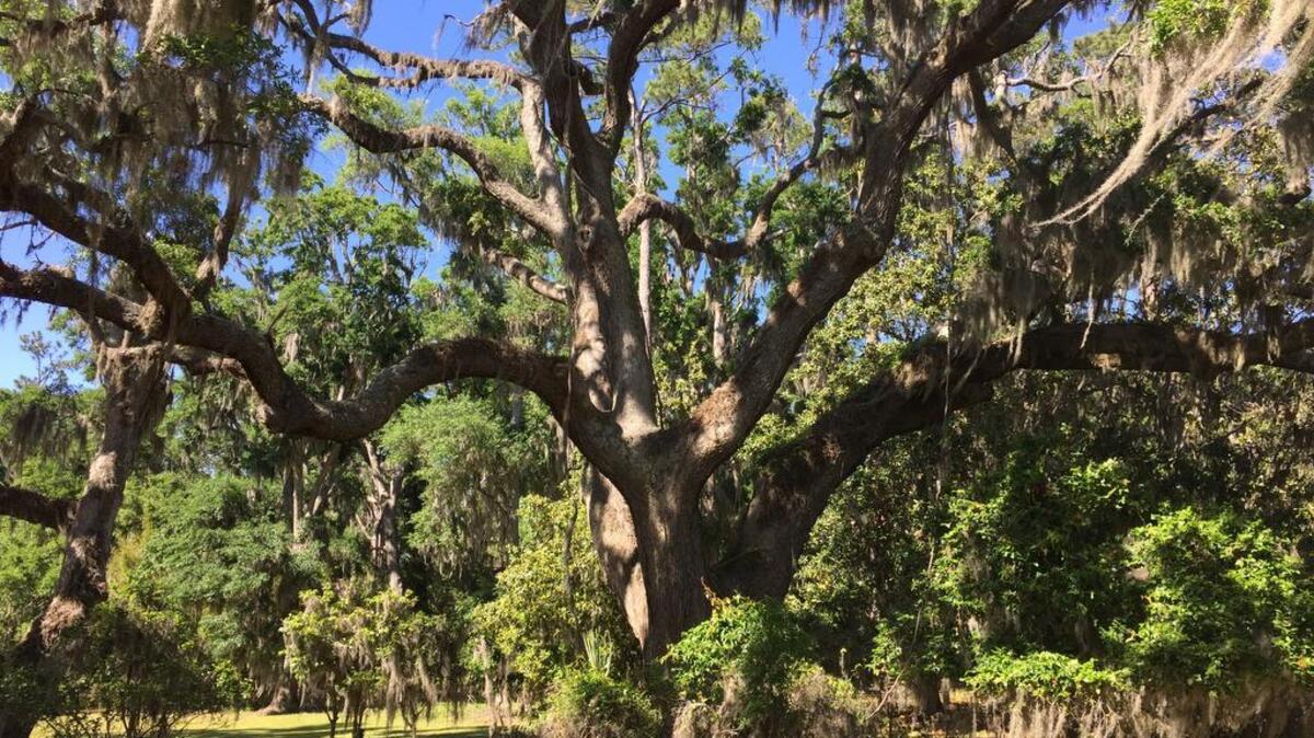 Massive speciman live oak on Bull Island. Amazing!