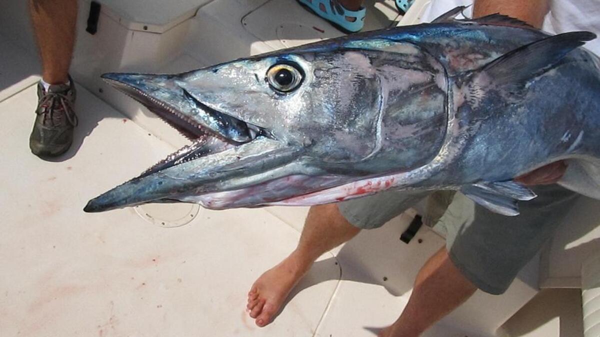 Wire leader is a must for a wahoo’s mouth full of razor-sharp teeth.