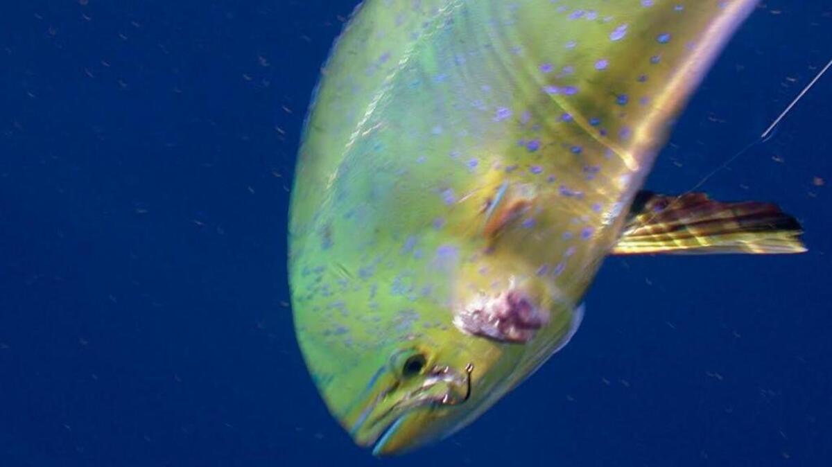 A mahi-mahi fish just after being hooked