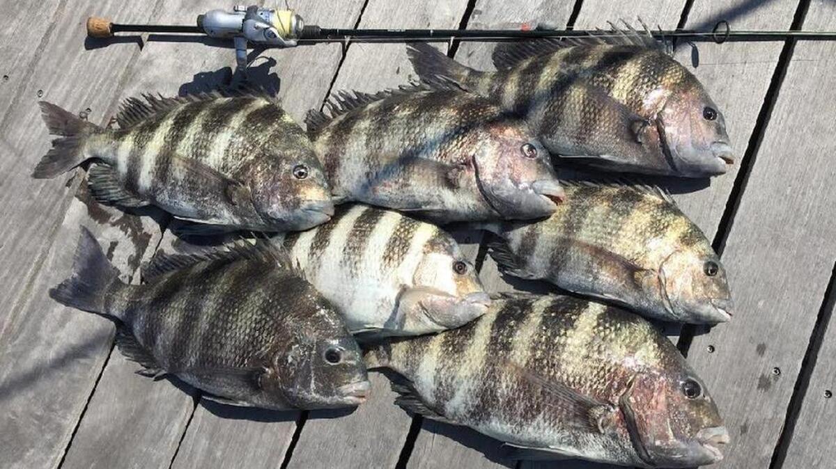 A haul of sheepshead on a dock.