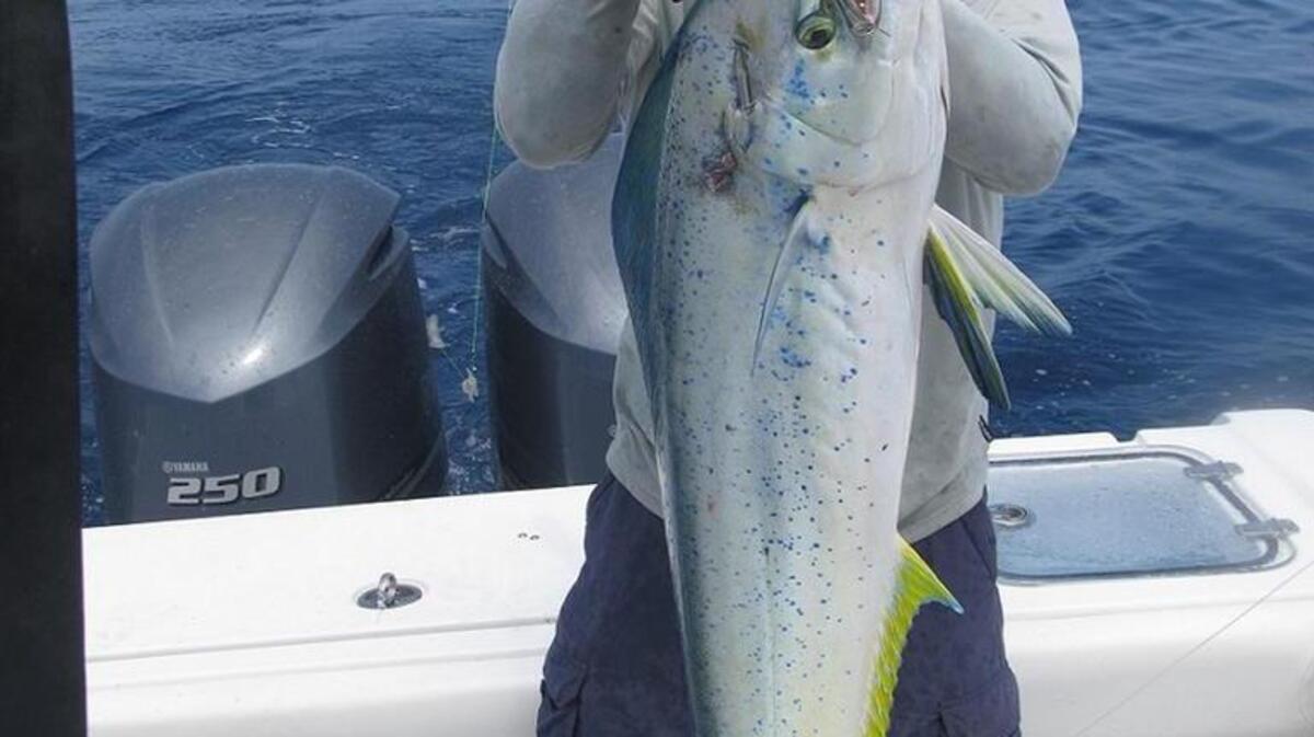 Dolphins normally are a vibrant blue, but when excited they put on a clown suit.