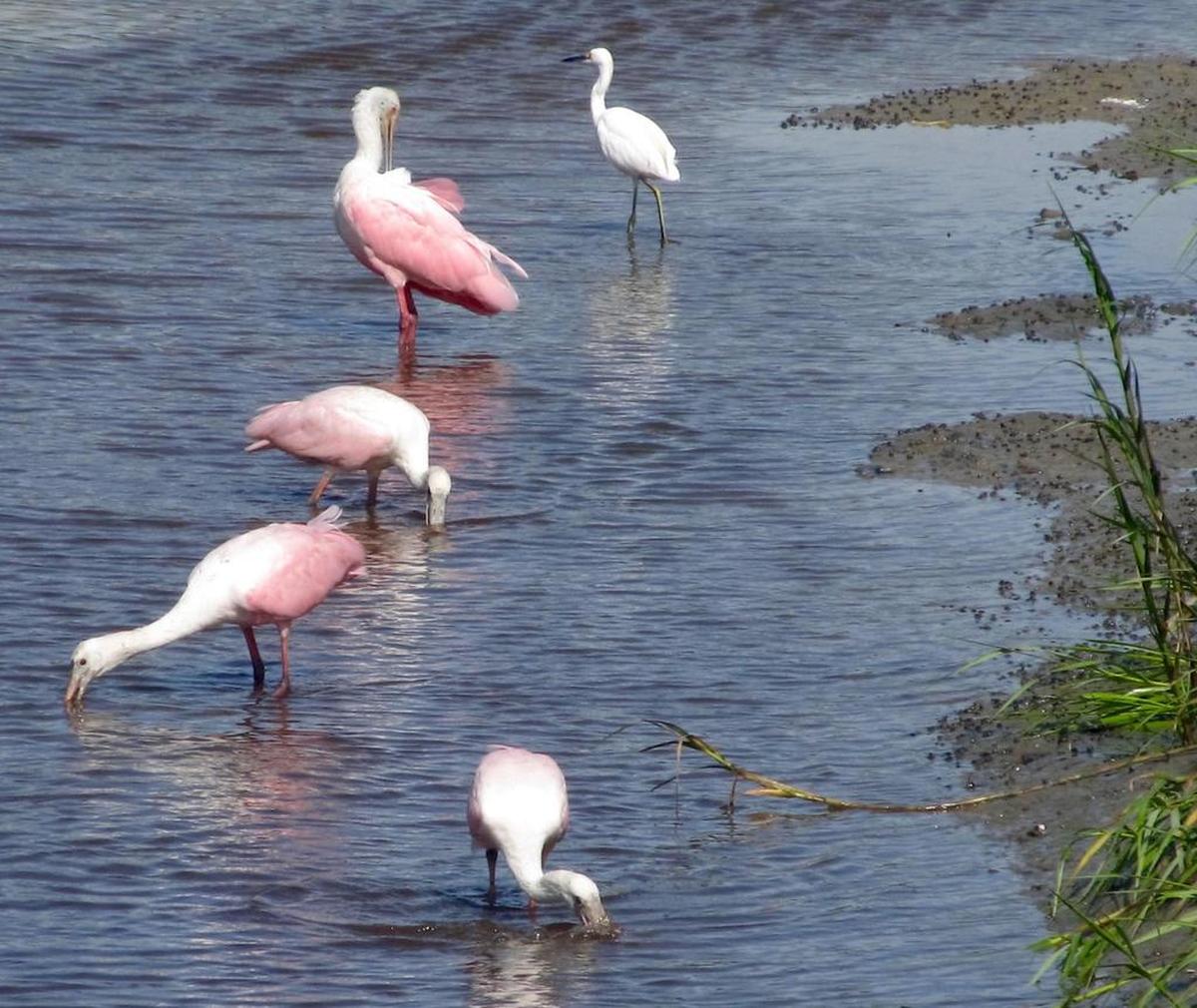 Pink like a flamingo with a beak like a platypus, roseate spoonbills are awesome to watch.
