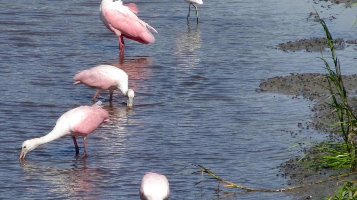 Pink like a flamingo with a beak like a platypus, roseate spoonbills are awesome to watch.