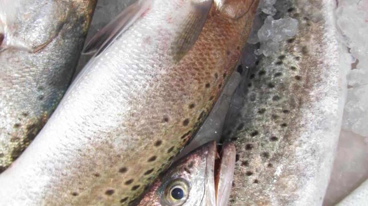 This year may turn out to be the year of the “gator” trout. The best time of day to catch them is at first light.