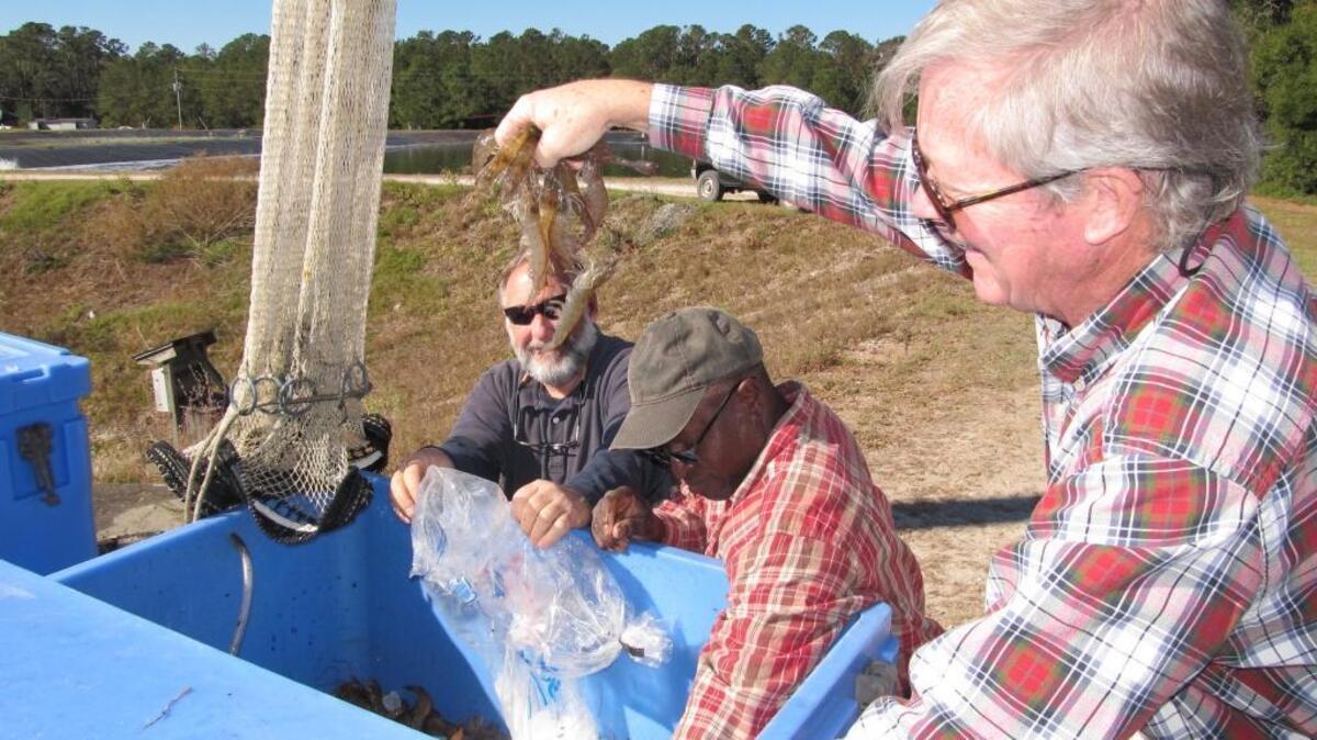 Al Stokes, Matthew Brown and Dave Harter harvest shrimp for the Taste of Waddell event.