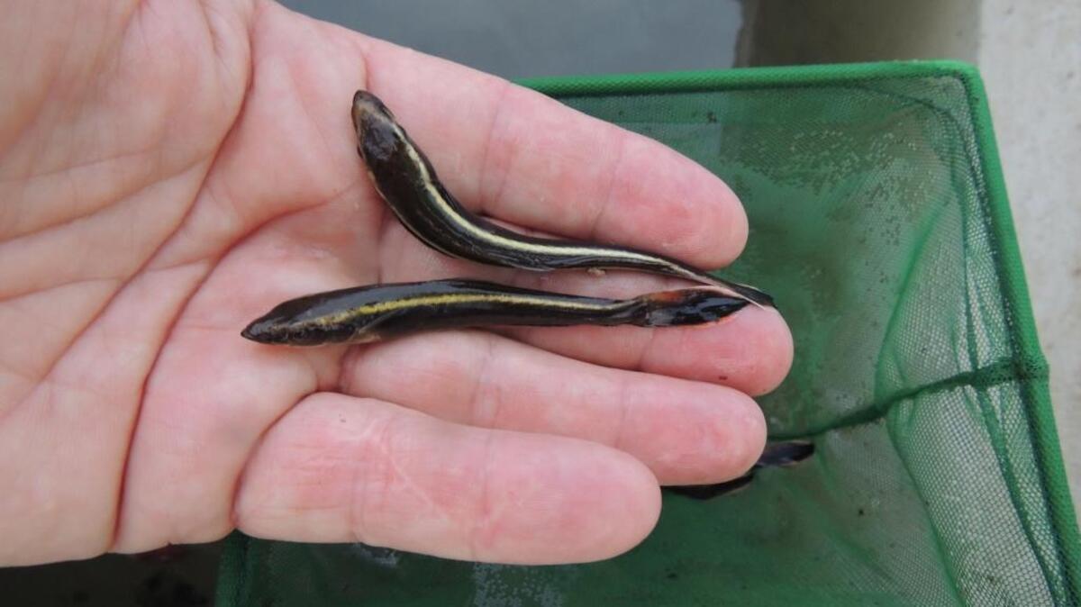 Juvenile cobia are long and slender with fan-shaped tails.