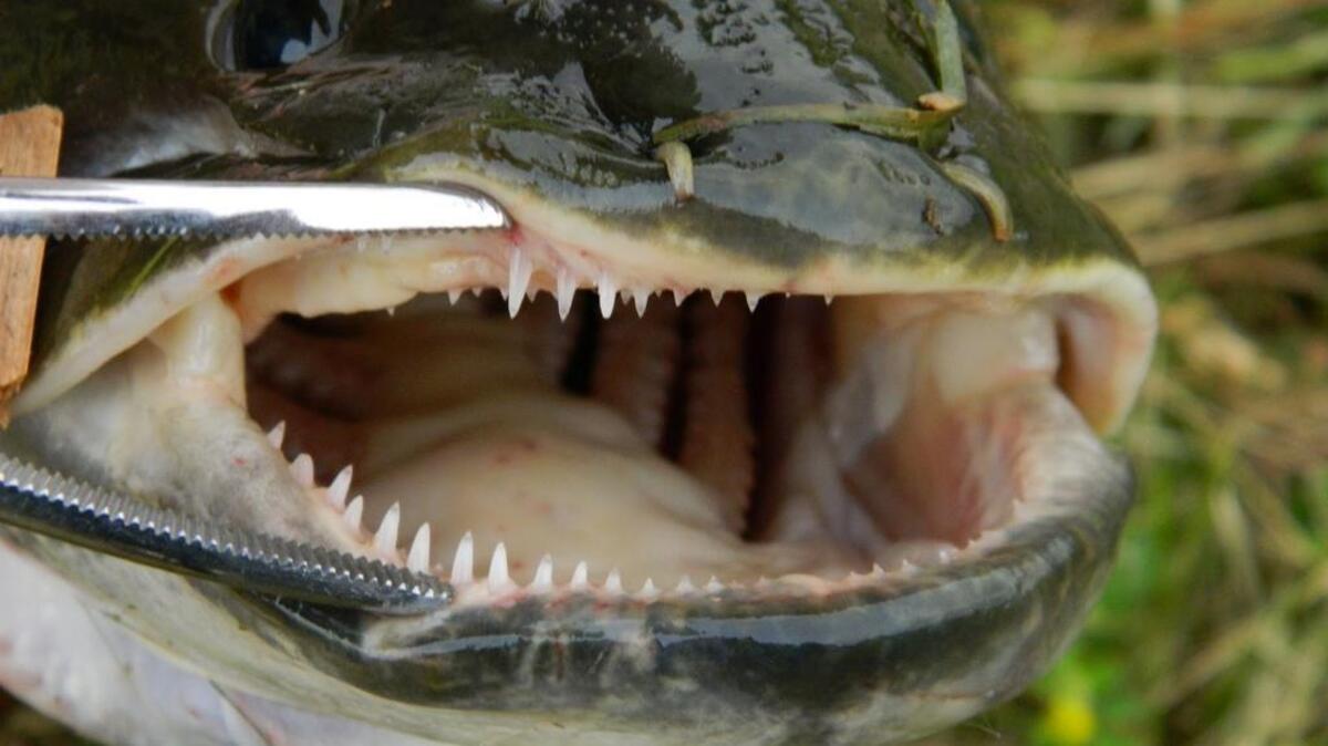 Bowfin teeth