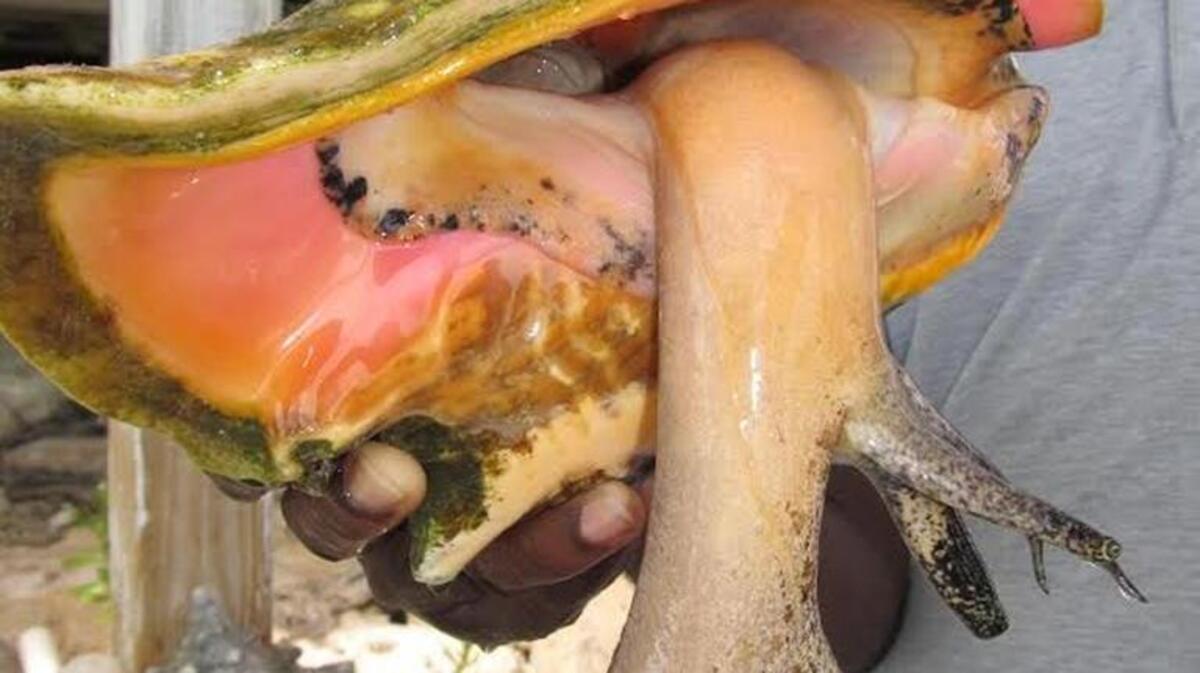 Can you identify the sex of these conchs?