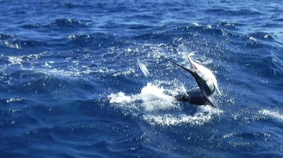 This sailfish went berserk!