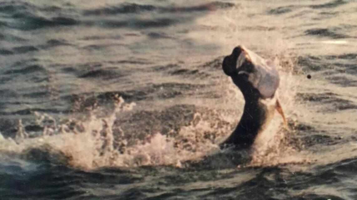 It’s hard to break a tarpon fishing addiction