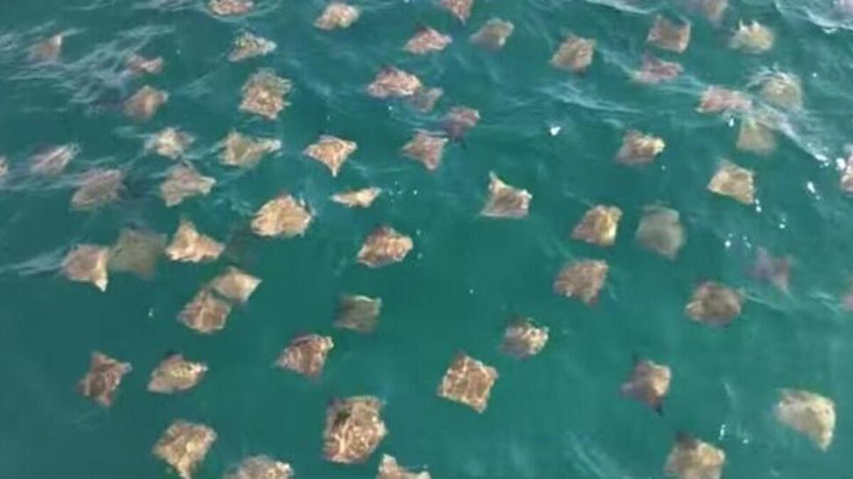A school of migrating rays reached a mile long just off Hilton Head Island.