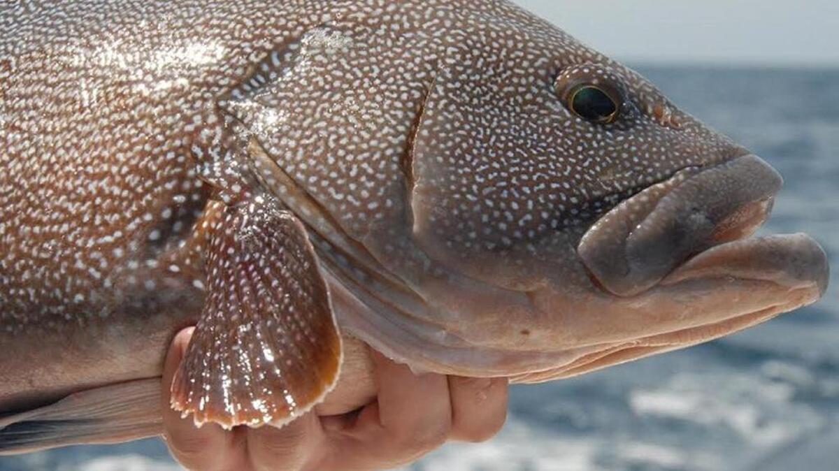Let me know if you can identify this type of grouper. Contact Collins Doughtie at cdad@hiltonheadisland.net.